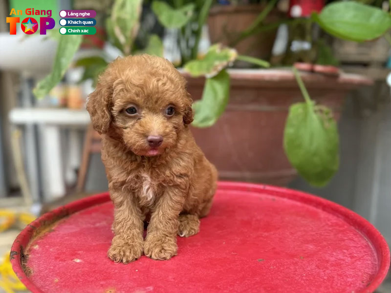 Thu-cung-an-giang-huynh-tam-angiangtoplist