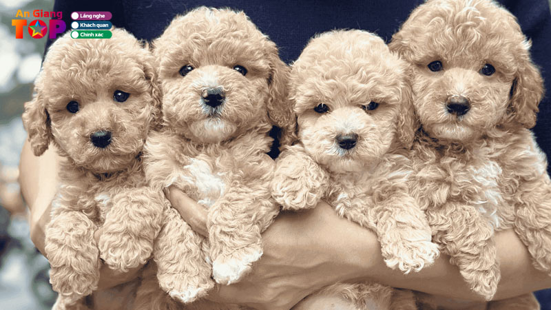 Top-5-noi-ban-cho-canh-o-an-giang-khoe-manh-tu-van-tan-tam-angiangtoplist