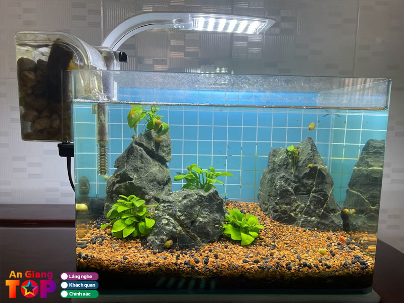 Ca-canh-qn-fish-1-angiangtoplist