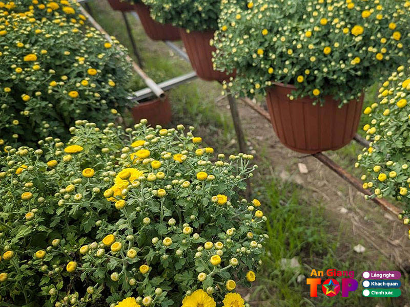 Thoi-diem-ly-tuong-de-tham-quan-lang-hoa-angiangtoplist