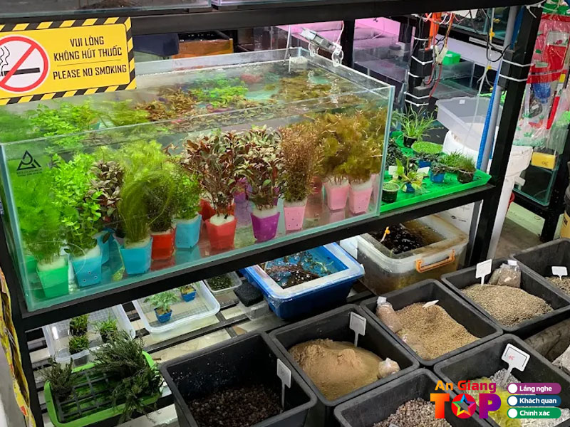 Thuy-sinh-rach-gia-1-angiangtoplist