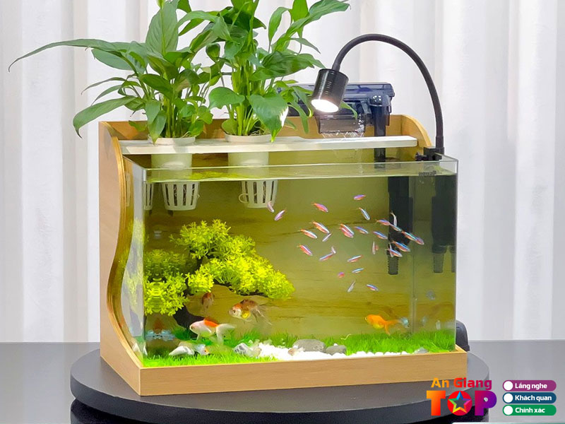 Tieu-chi-chon-be-ca-phu-hop-khong-gian-1-angiangtoplist