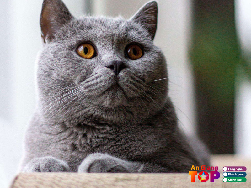 Luu-y-khi-chon-mua-meo-de-dam-bao-suc-khoe-cho-boss-angiangtoplist