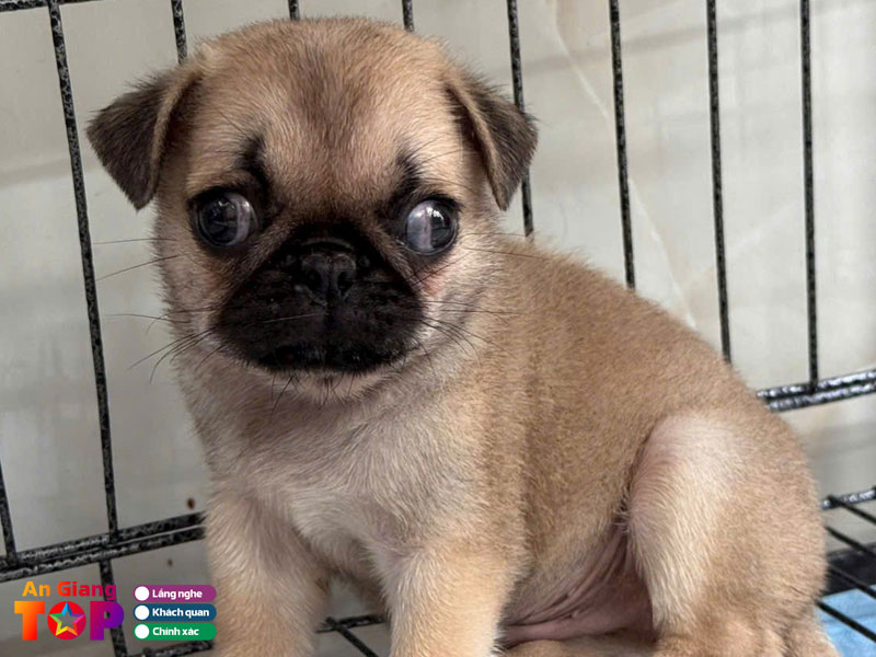 Ngoc-phuong-pet-shop-1-angiangtoplist