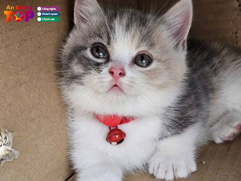 Ngoc-phuong-pet-shop-angiangtoplist