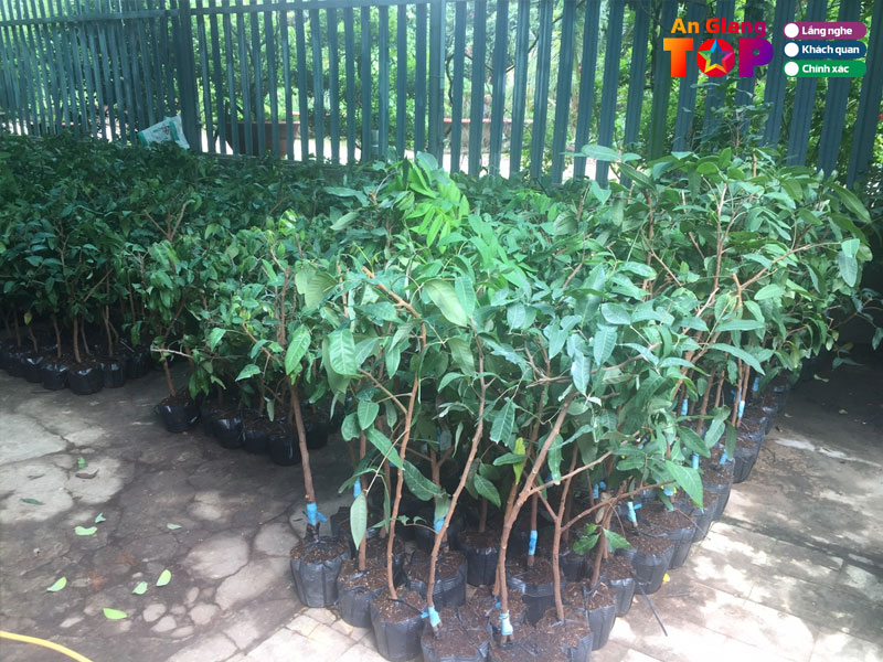 Nhung-luu-y-khi-chon-mua-cay-nhan-giong-de-dam-bao-nang-suat-angiangtoplist