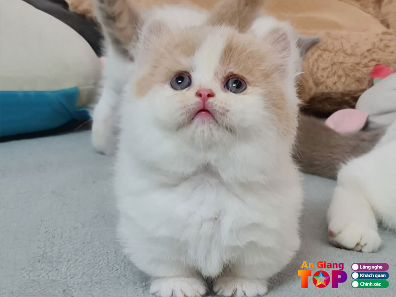 Tom-jerry-pet-shop-angiangtoplist