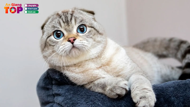Top-5-dia-chi-mua-meo-o-an-giang-giong-khoe-gia-re-angiangtoplist