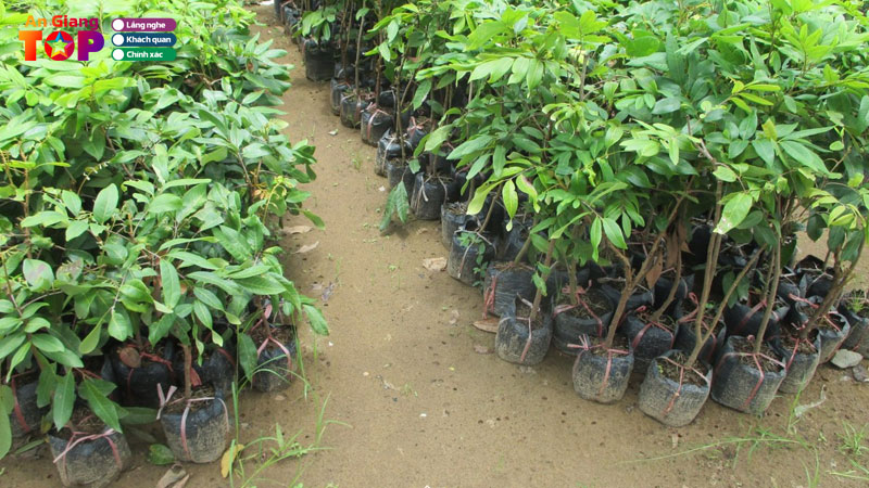 Top-5-dia-diem-mua-cay-nhan-giong-o-an-giang-tot-nang-suat-cao-angiangtoplist