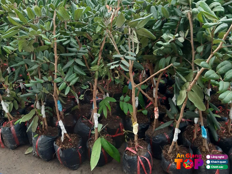 Trai-cay-giong-lan-dieu-angiangtoplist