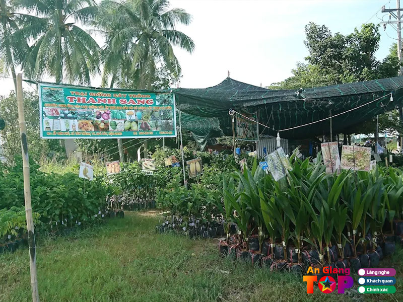 Trai-giong-cay-trong-thanh-sang-angiangtoplist