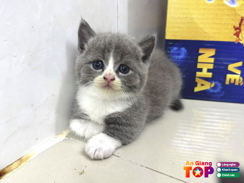 Trai-meo-anh-long-ngan-angiangtoplist