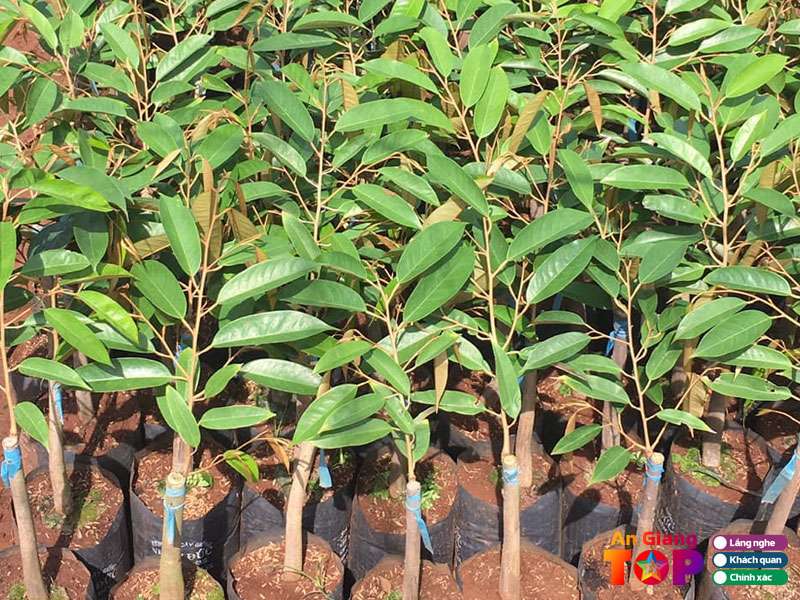 Cach-chon-cay-giong-khoe-de-song-1-angiangtoplist