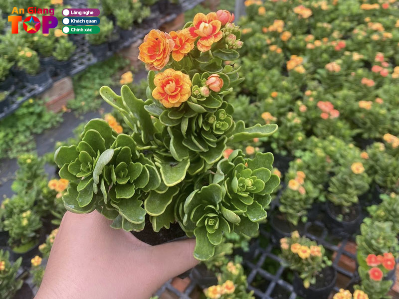 Cay-giong-tu-cot-1-angiangtoplist