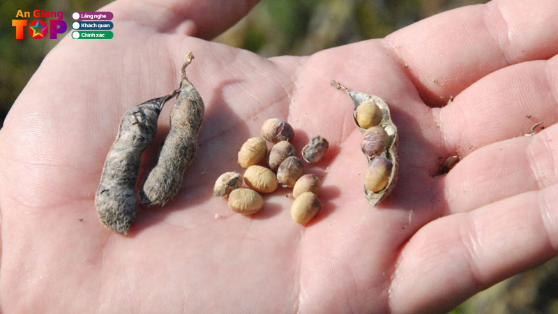 Top-10-cua-hang-ban-hat-giong-tai-an-giang-chat-luong-cao-angiangtoplist