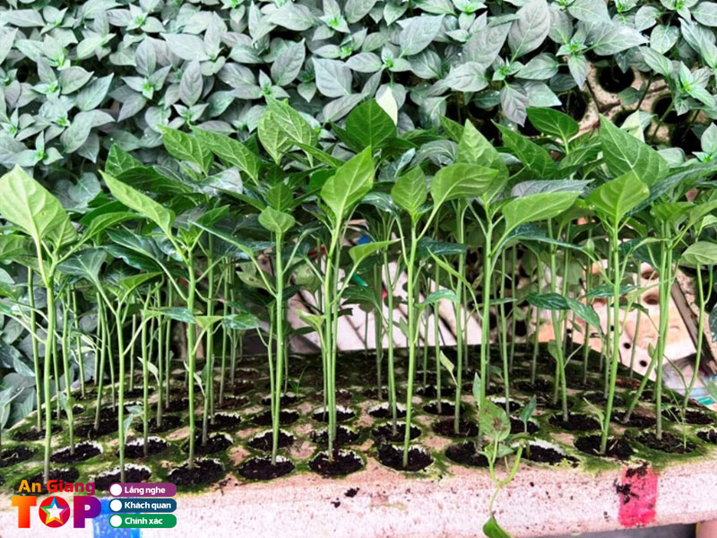 Trai-cay-giong-nguyen-thich-1-angiangtoplist