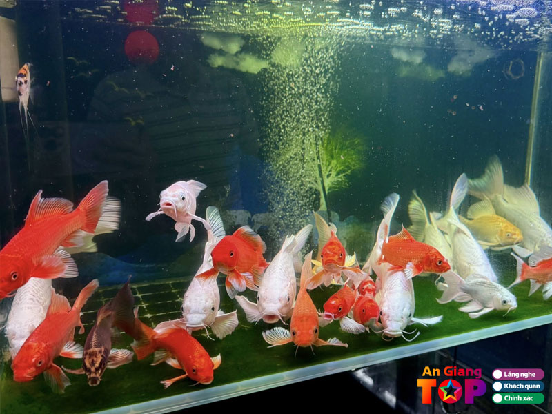 Cua-hang-ca-canh-long-hai-1-angiangtoplist