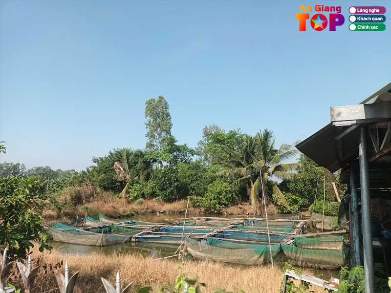Trai-ca-giong-ca-phong-sinh-dang-ha-1-angiangtoplist