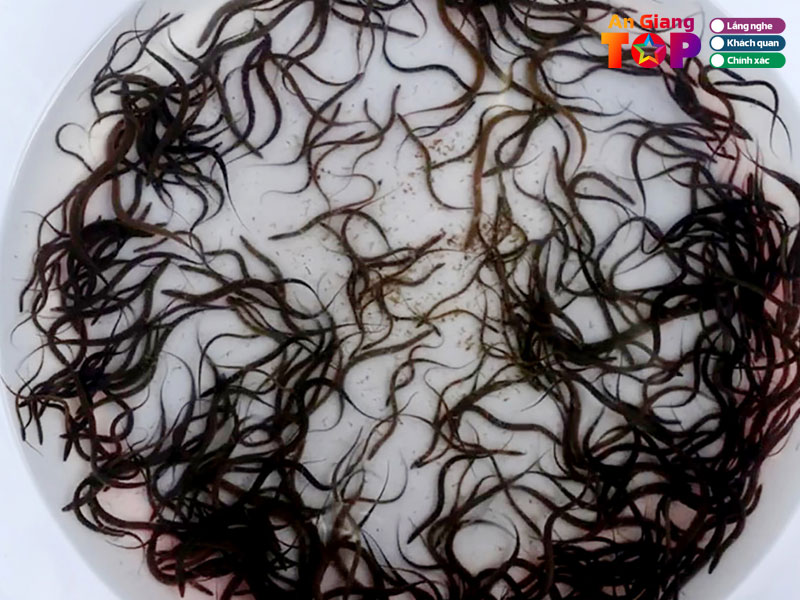 Trai-luon-giong-hoa-lac-1-angiangtoplist